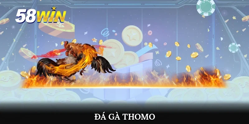 Đá gà Thomo